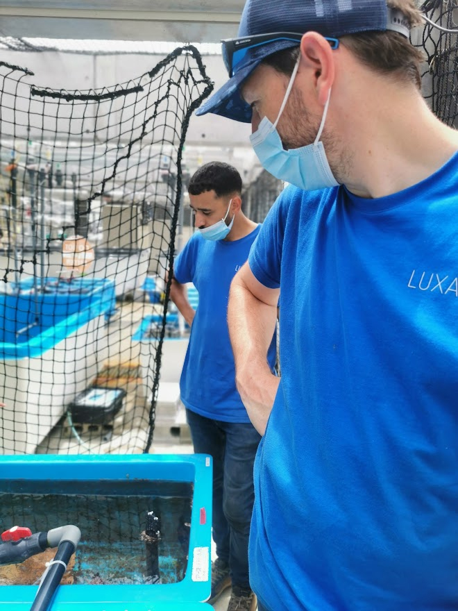 onsite audit for fish tank system