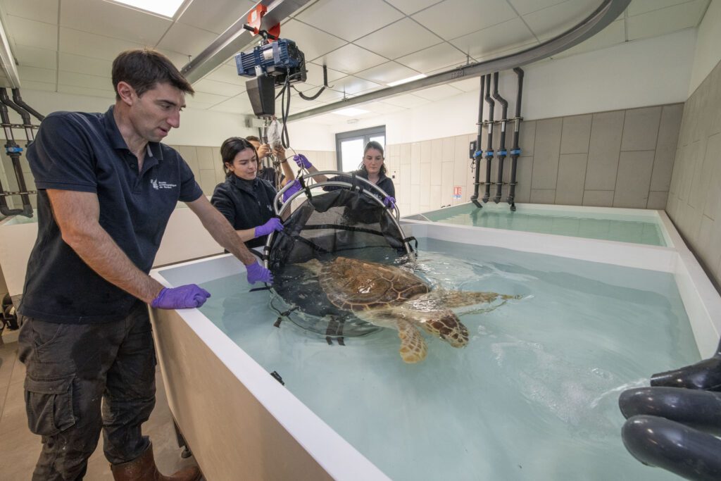 Monaco Oceanographic Museum indoor care centre for sea turtles