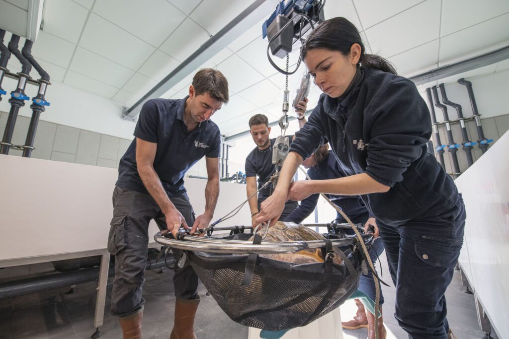 Indoor care centre for sea turtles - Oceanographic Museum Monaco