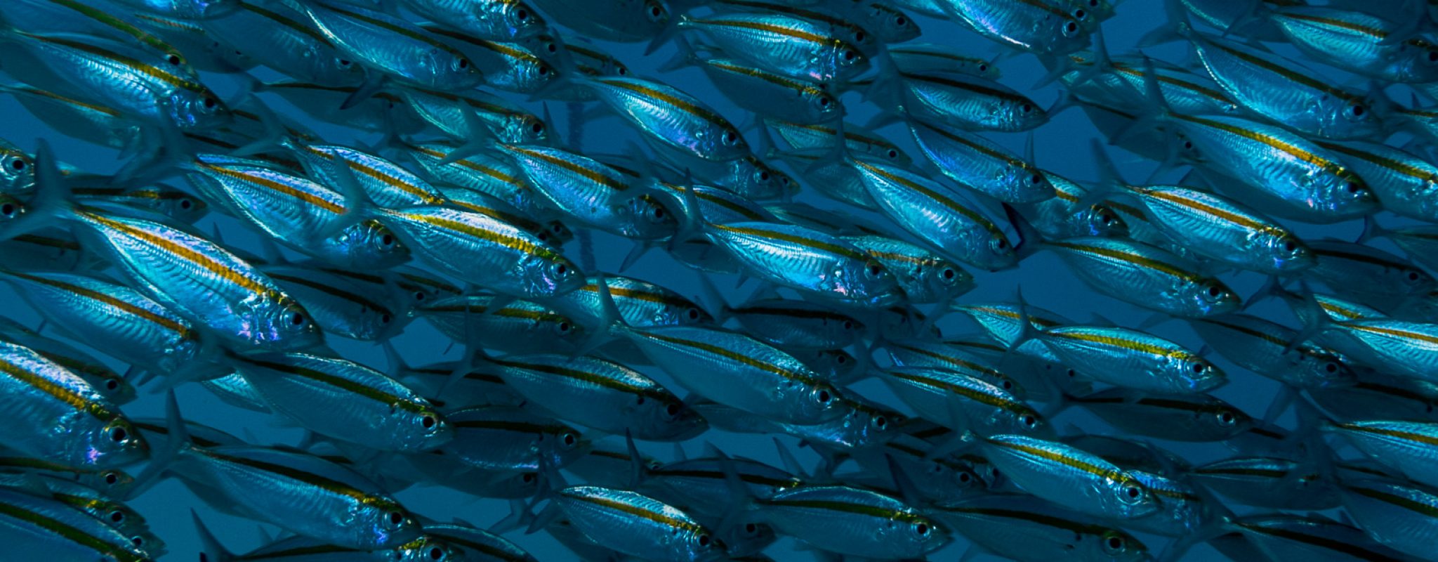 services aquatic reasearch facility aquaculture aquariums
