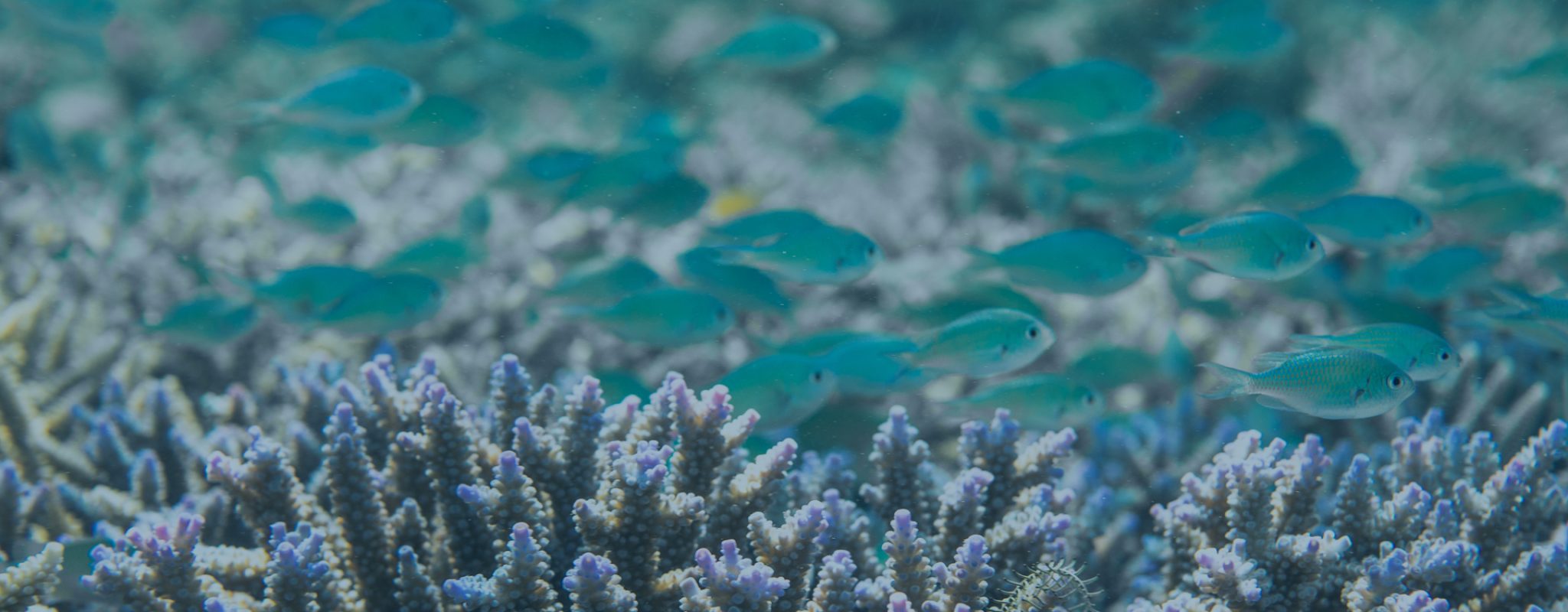 solutions aquatic reasearch facility aquaculture aquariums